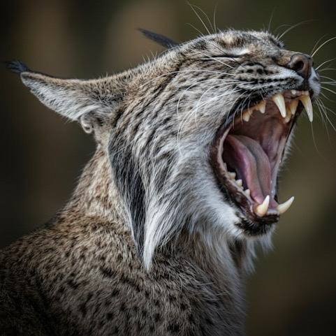 Curiosidades del lince ibérico