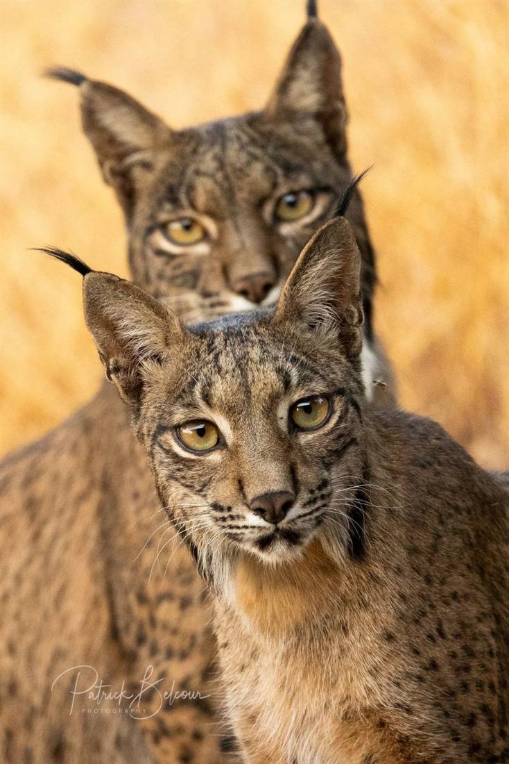 Tipos de linces