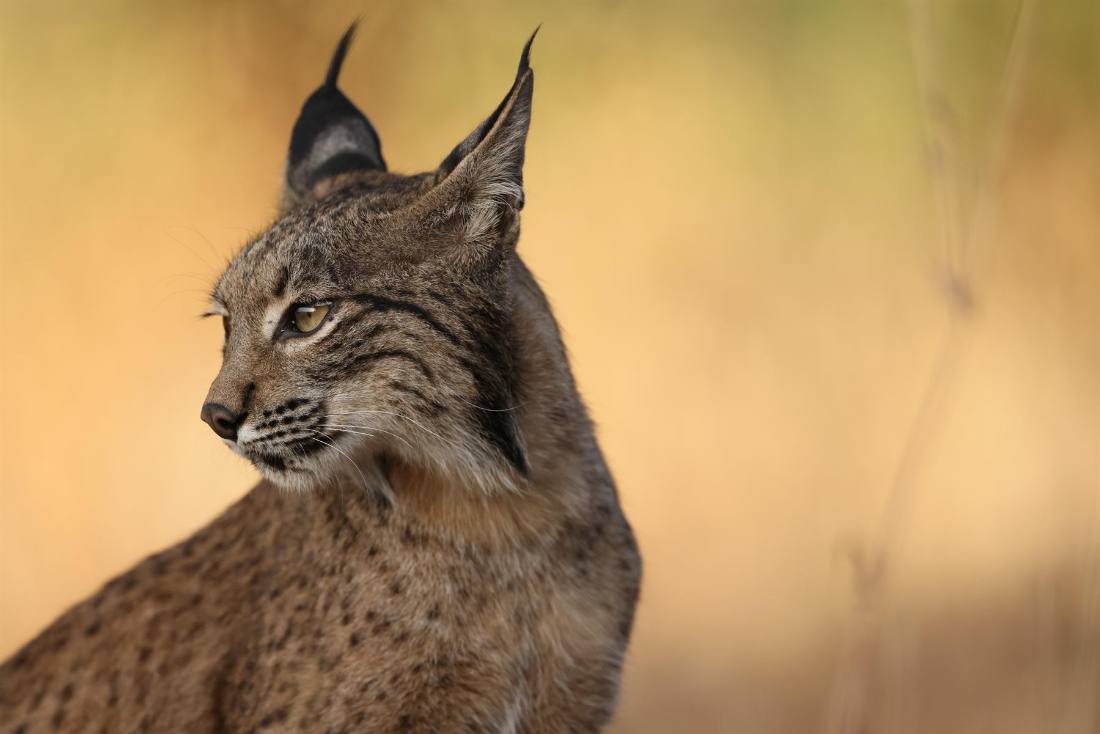 Lince vs. gato montés