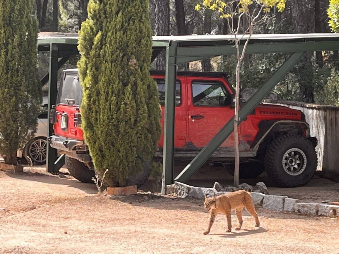 Vehículo de safari 4x4 en la finca
