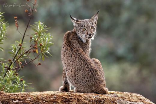 Lince ibérico en Gato Clavo: Cachorro en tronco
