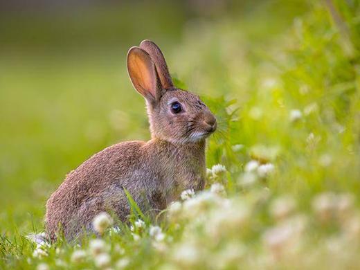 Experiencia de naturaleza en Gato Clavo: conejo de monte