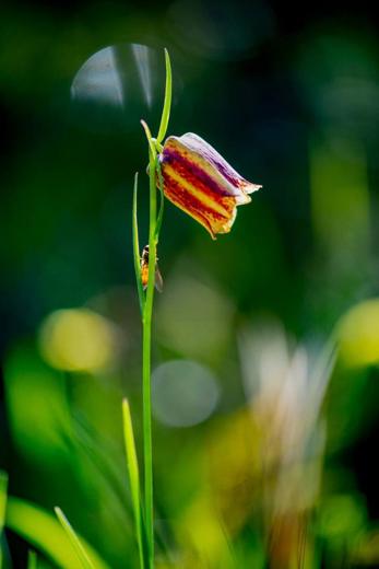 Experiencia de naturaleza en Gato Clavo: detalle de flora mediterránea