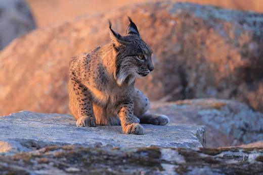 Lince ibérico en Gato Clavo: comportamiento natural