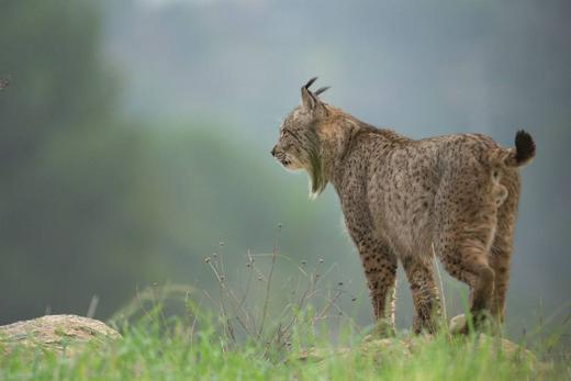 Lince ibérico en Gato Clavo: Camino entre bruma