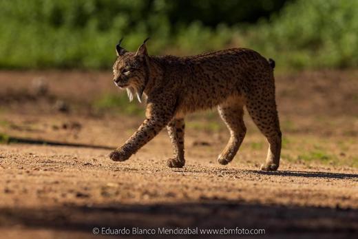 Lince ibérico en Gato Clavo: lince en movimiento