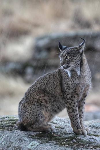 Lince ibérico en Gato Clavo: Espera en roca