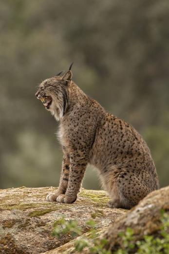 Lince ibérico en Gato Clavo: joven lince de perfil