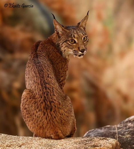 Lince ibérico en Gato Clavo: Lince en otono