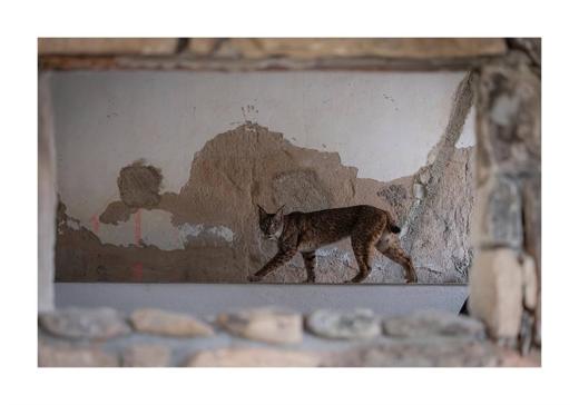 Experiencia Gato Clavo: Imagen de seguimiento