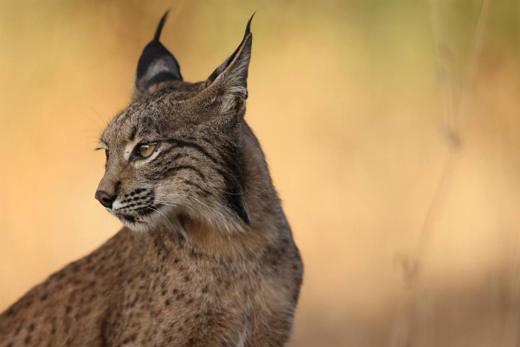 Lince ibérico en Gato Clavo: perfil dorado