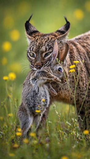 Lince ibérico en Gato Clavo: primavera en la finca