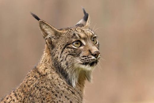 Lince ibérico en Gato Clavo: Primer plano