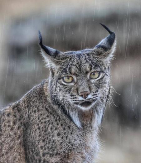Lince ibérico en Gato Clavo: Retrato plata