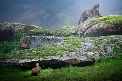 Lince ibérico en Gato Clavo: Roca abierta