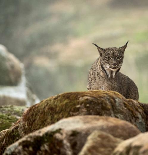 Lince ibérico en Gato Clavo: Roquedo y aire