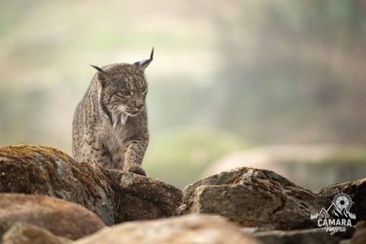 Lince ibérico en Gato Clavo: Roca y niebla