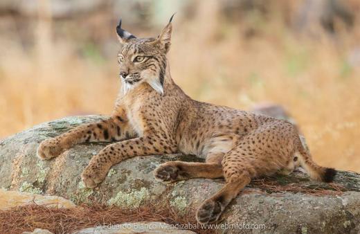 Lince ibérico en Gato Clavo: Descanso dorado
