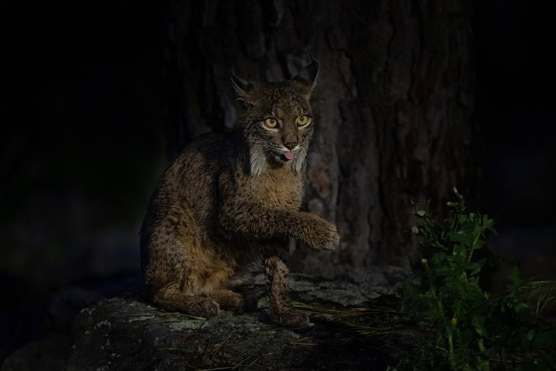 Lince ibérico en una sesión nocturna