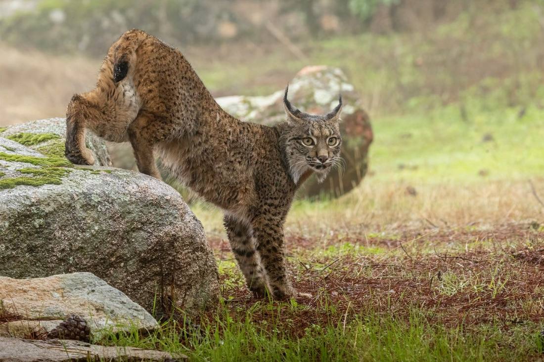 Lince ibérico en su territorio de monte mediterráneo